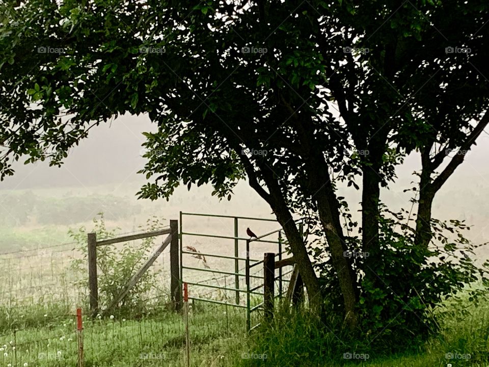 Silhouetted robin on an iron cattle gate under a leafy tree on a foggy morning (landscape)