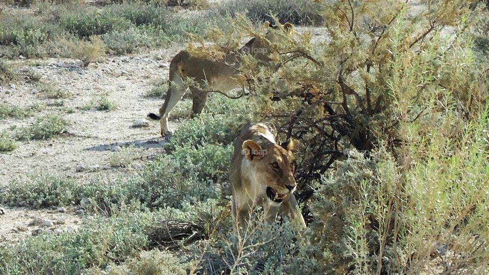 Two Lionesses in the bush