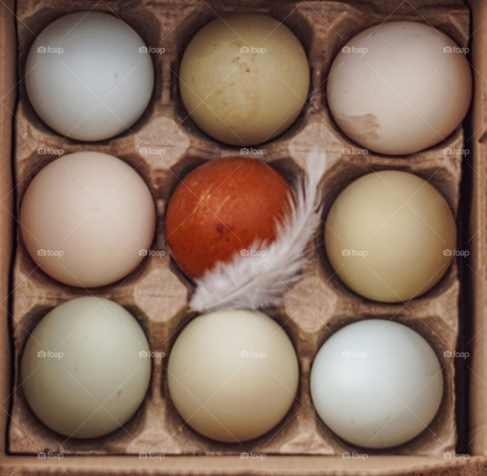 eggs with feather close up