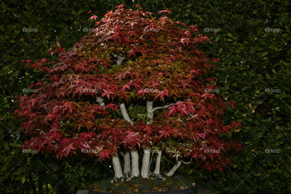Jardín botánico, Madrid