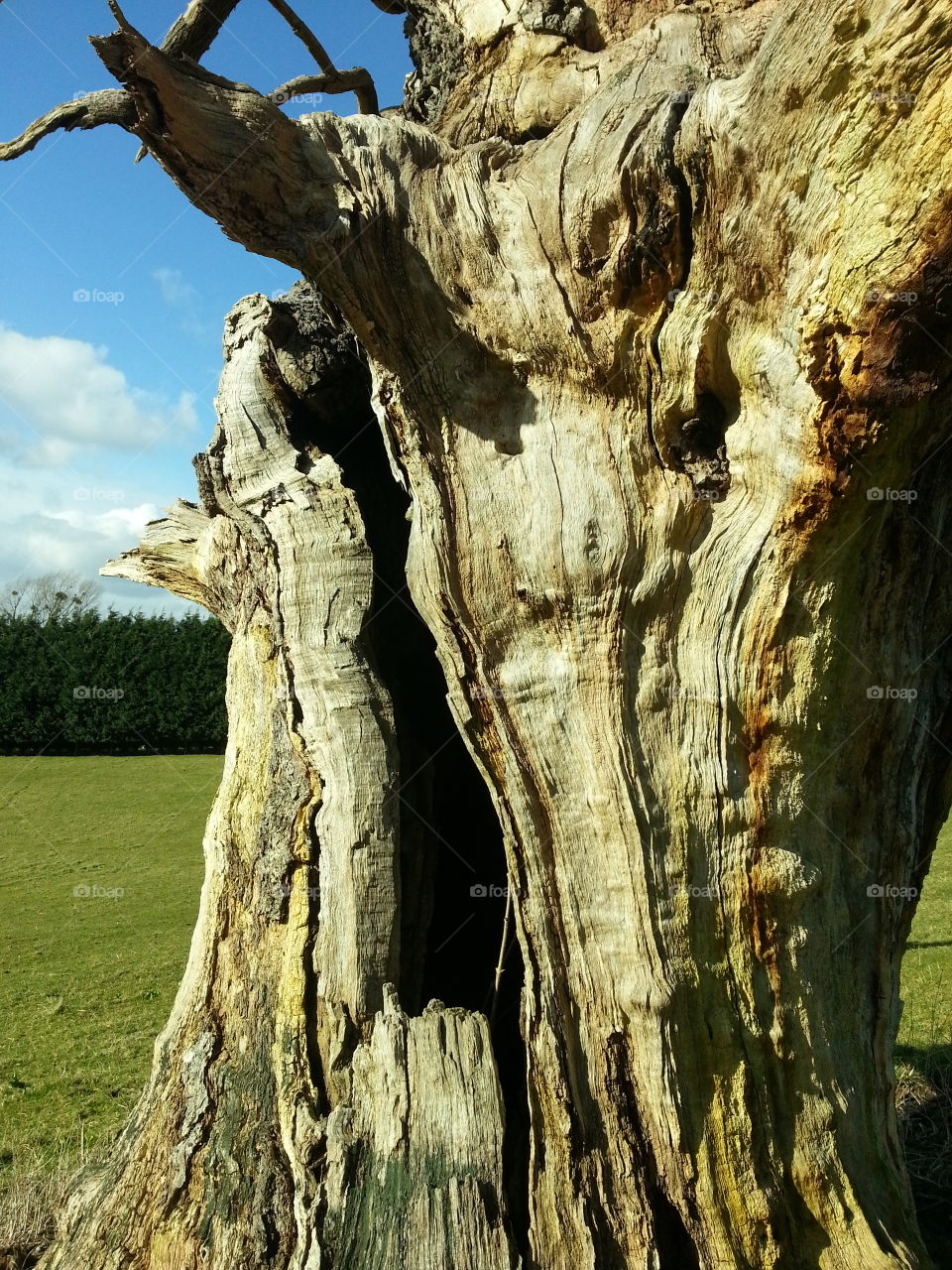 Moaning old tree