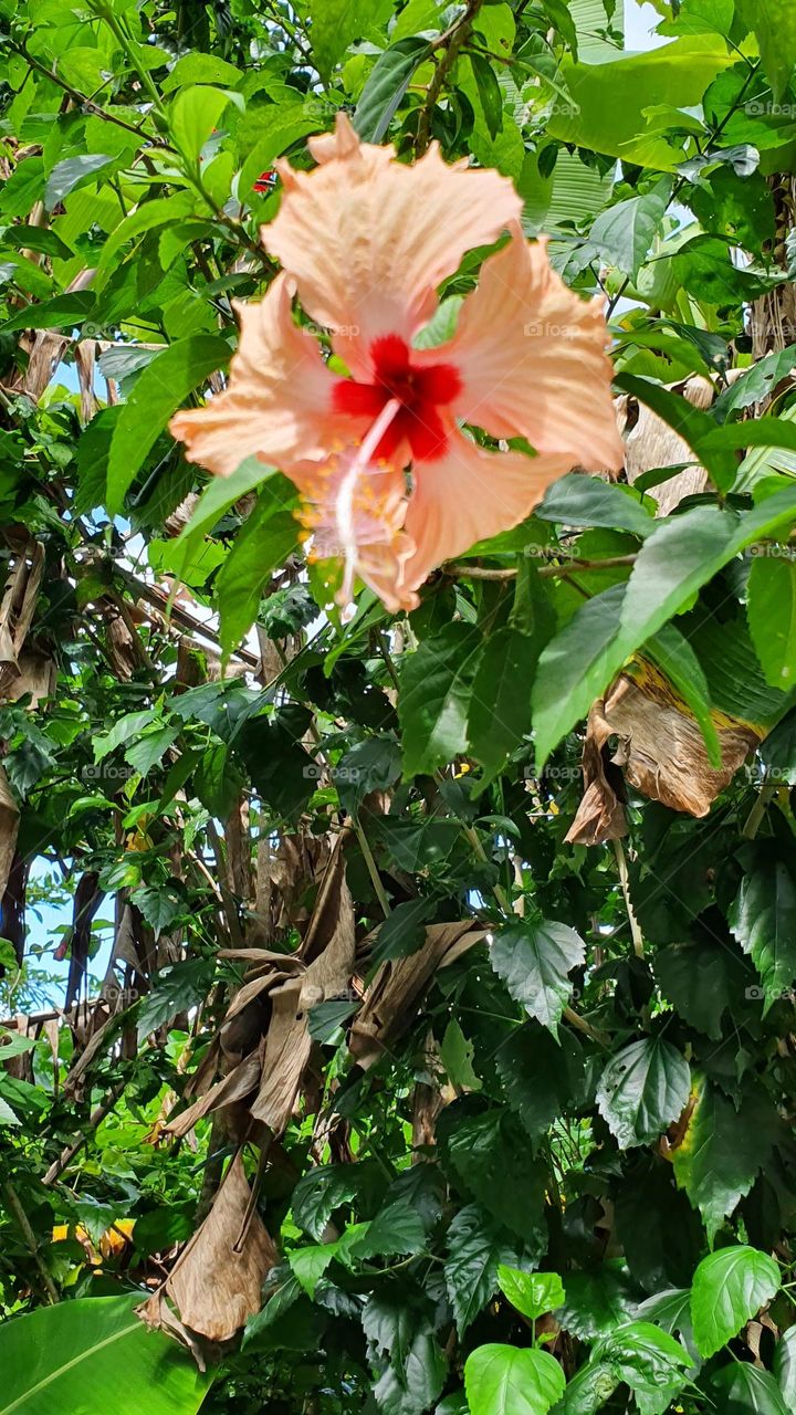 Flower from Phuket