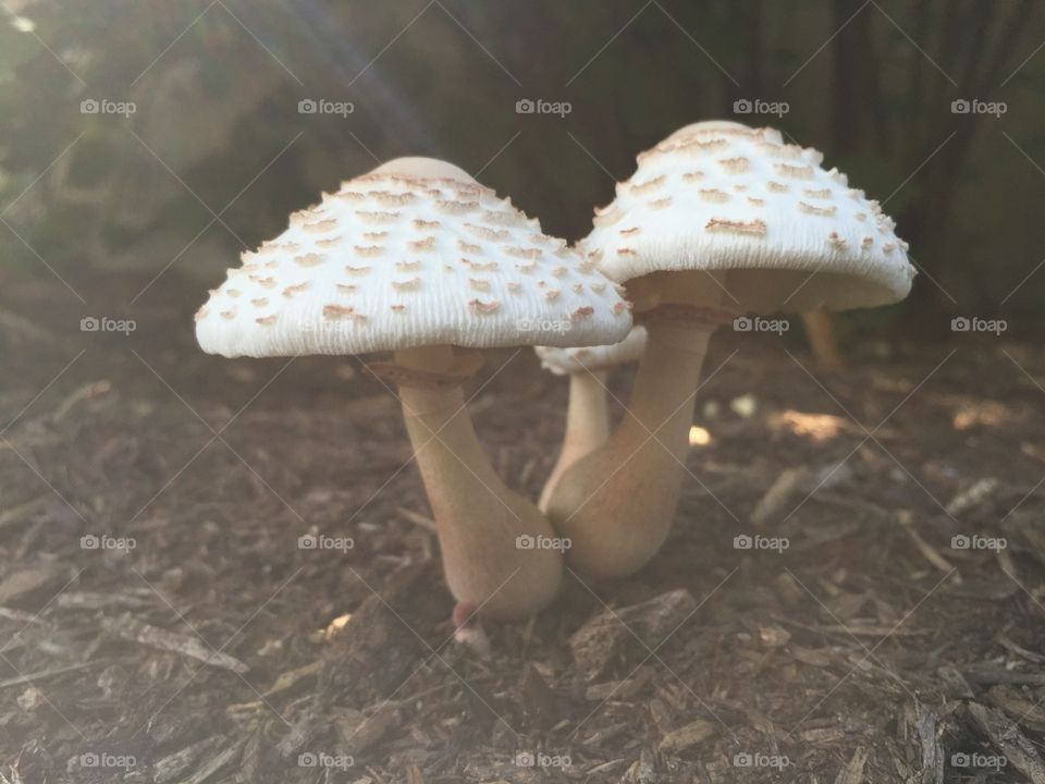 Mushroom five
