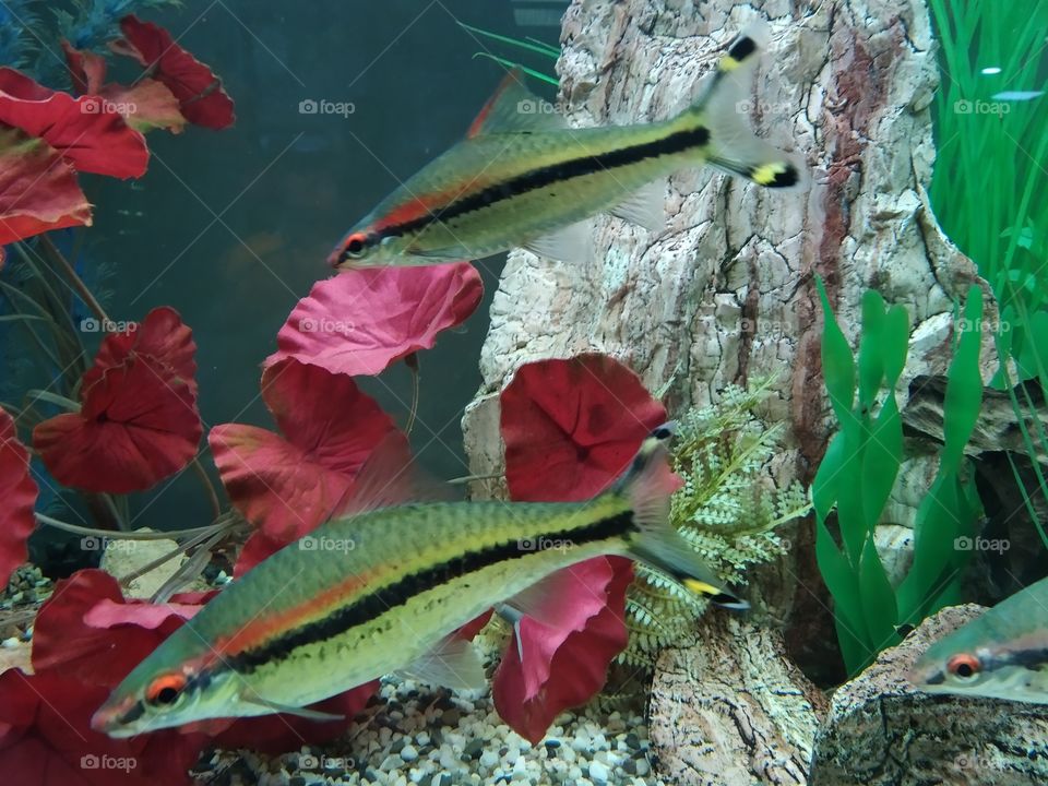 Wildlife 🐠🐟🐡🐬🦈🐳🐋