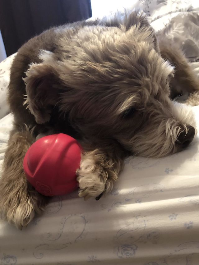 Chewy’s Favorite Ball-2nd purchase in 4 years