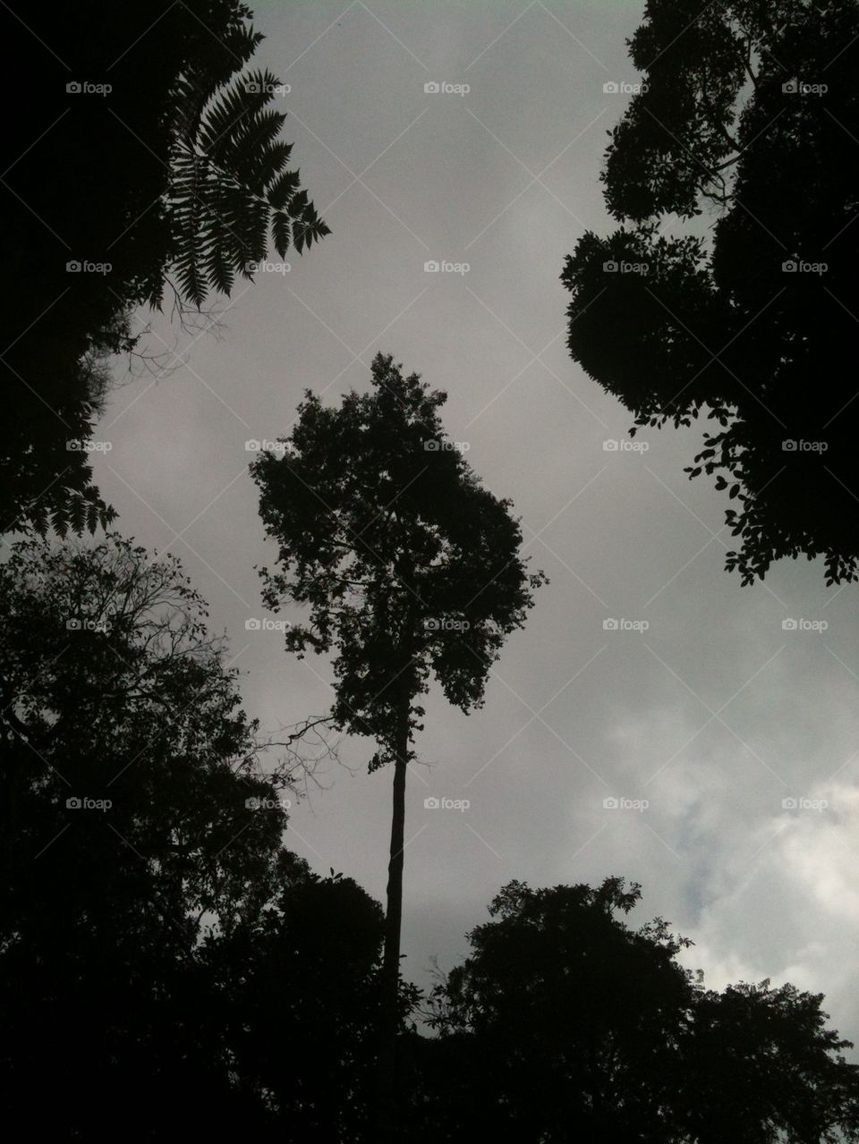Sky trees