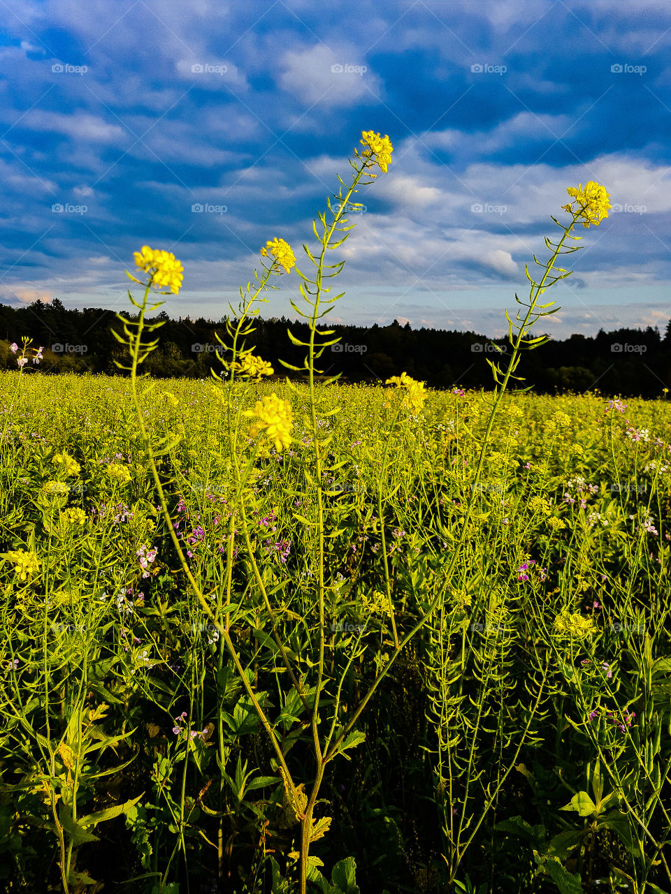 nature