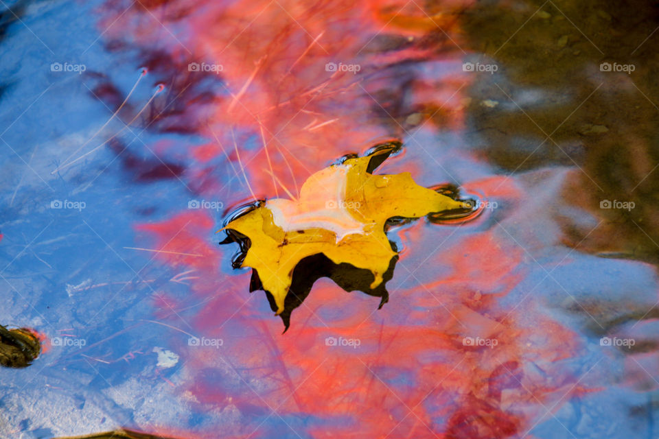 Yellow maple leaf floating in water