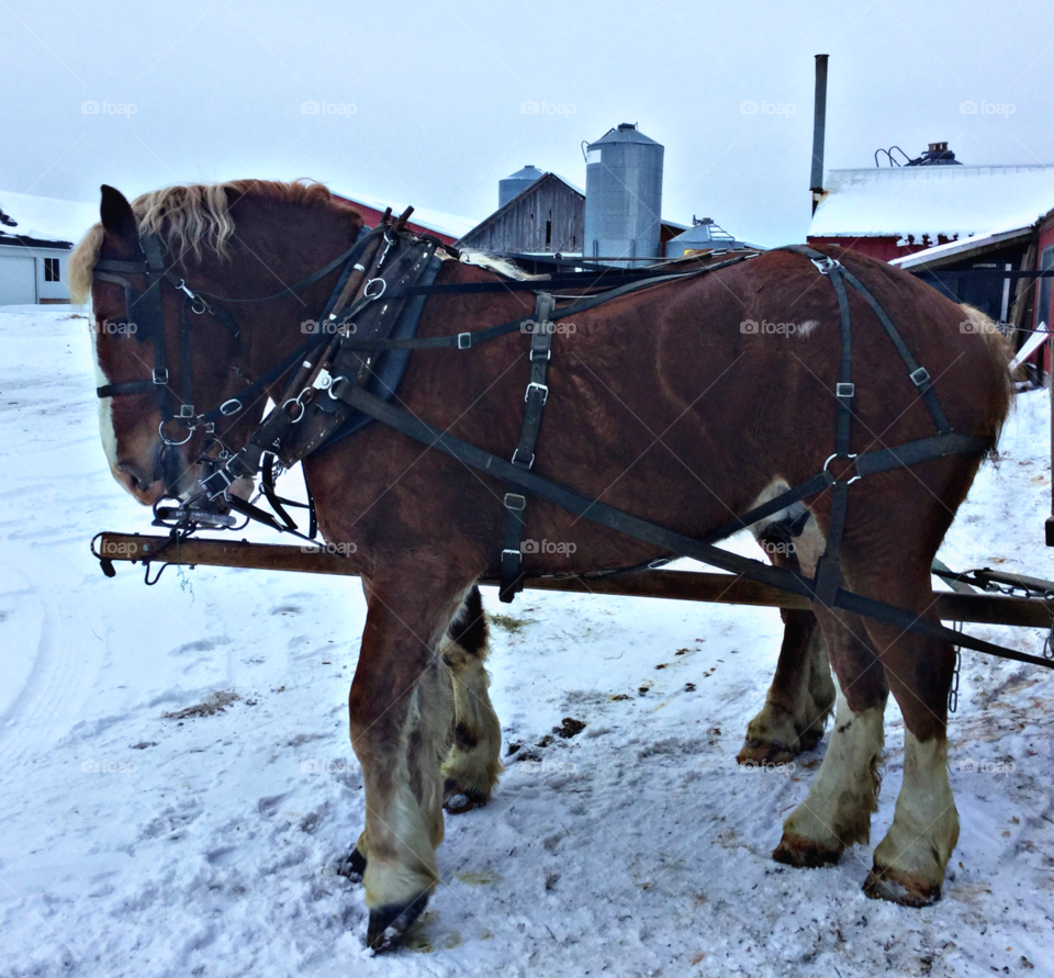 Cavalry, Horse, Mammal, Winter, Snow