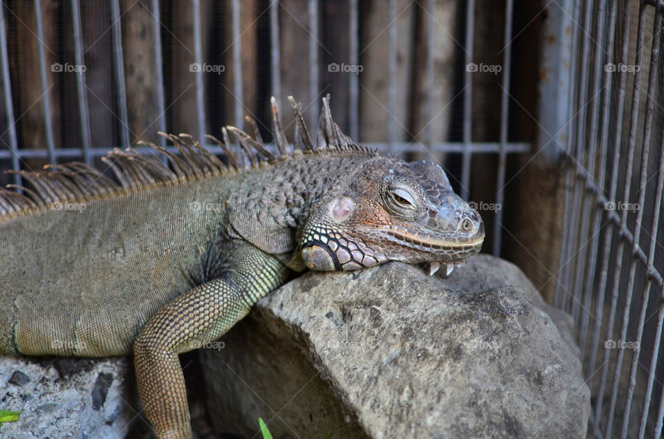 cage sleeping animal stone by hkjohan