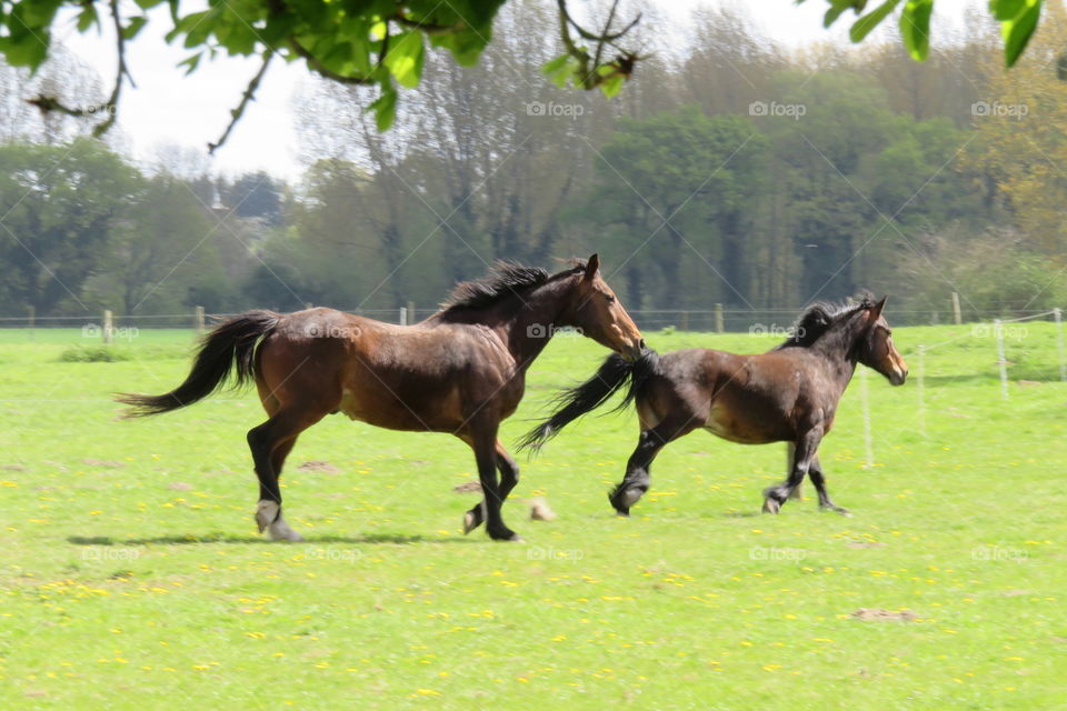 running horses 