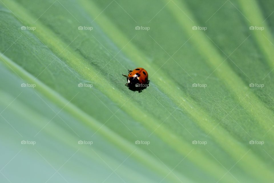 Ladybug 