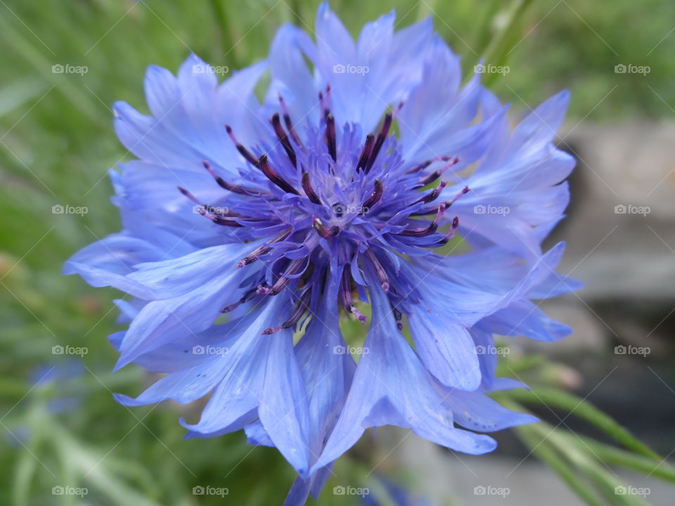 pretty blue flower