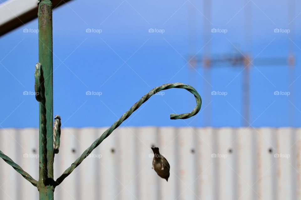 Sparrow nose diving like a rocket off a perch toward ground motion image 