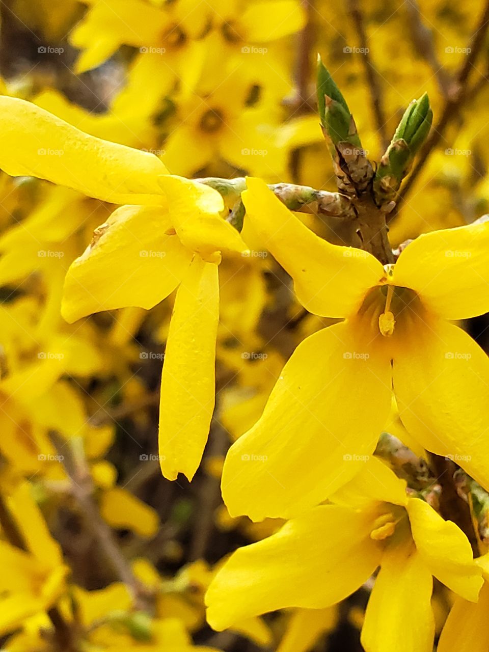 Yellow Blossoms