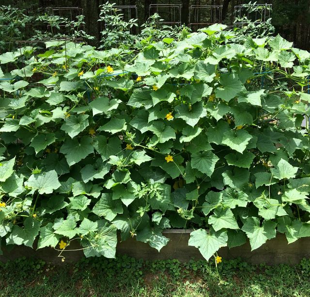 Vegetable Garden, Cucumbers & Tomatoes