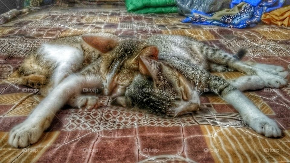 cute twin cats,  they're sleeping look same..