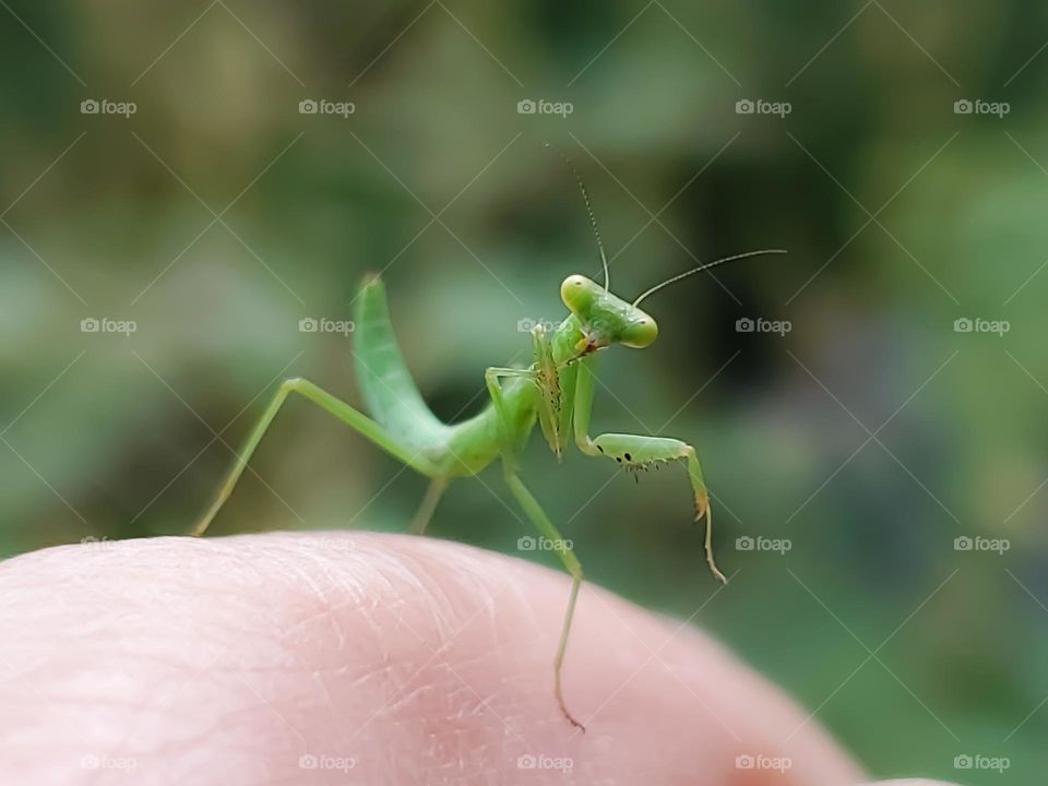 Pet baby mantis looking at the camera.