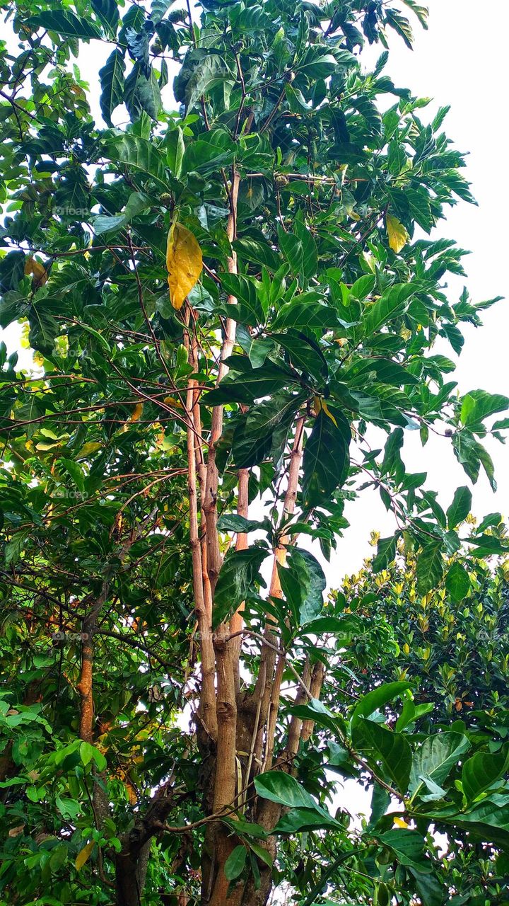 Morinda citrifolia plant that grows tall and bears lots of fruit