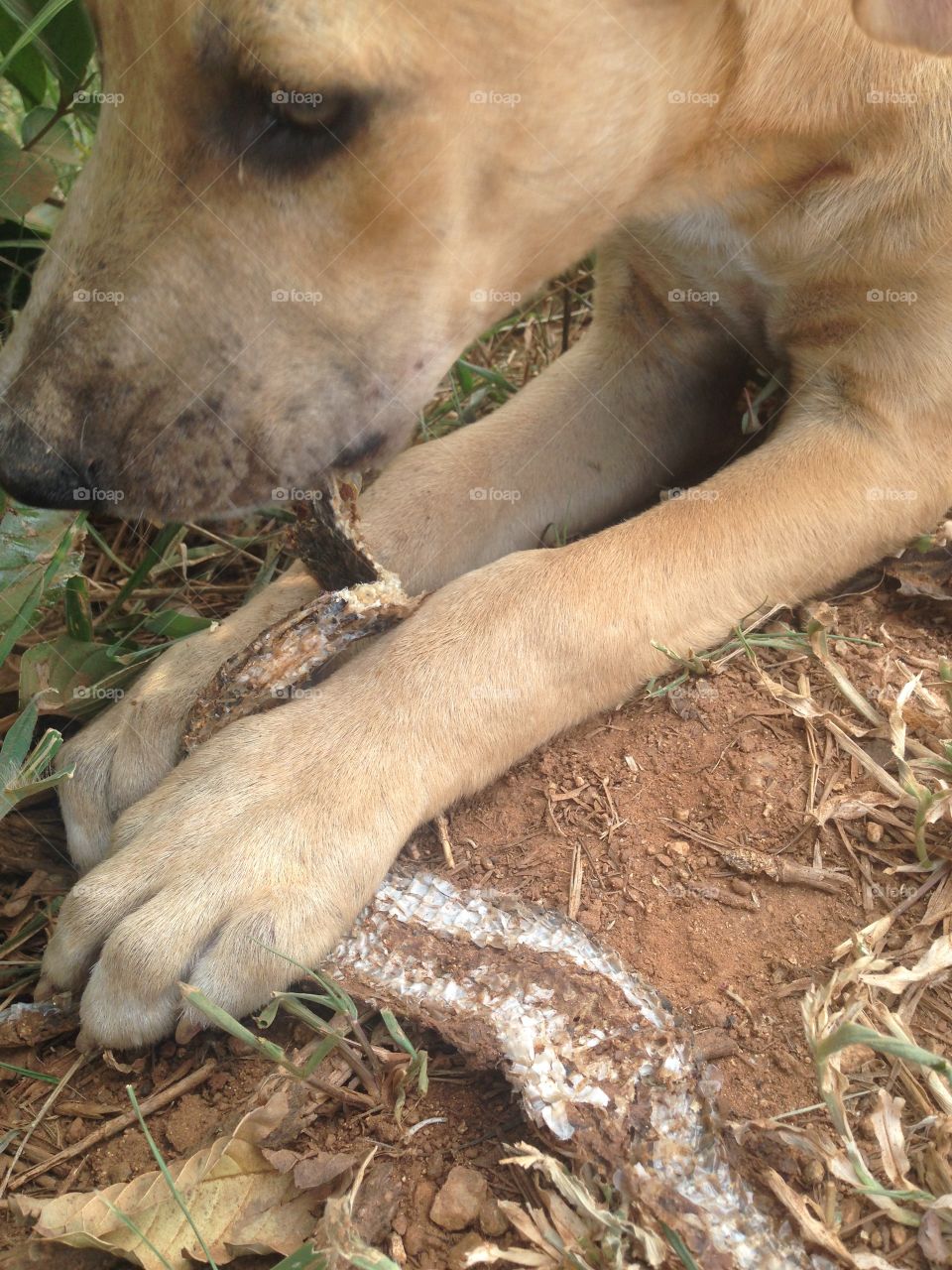 Afternoon snake snack