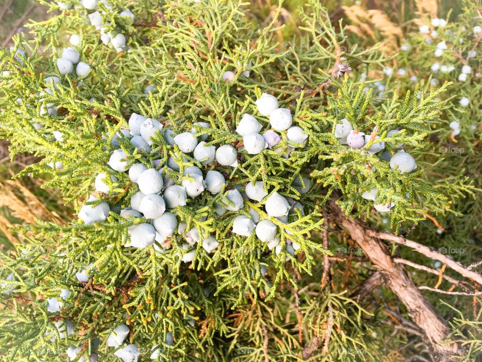 Juniper berries