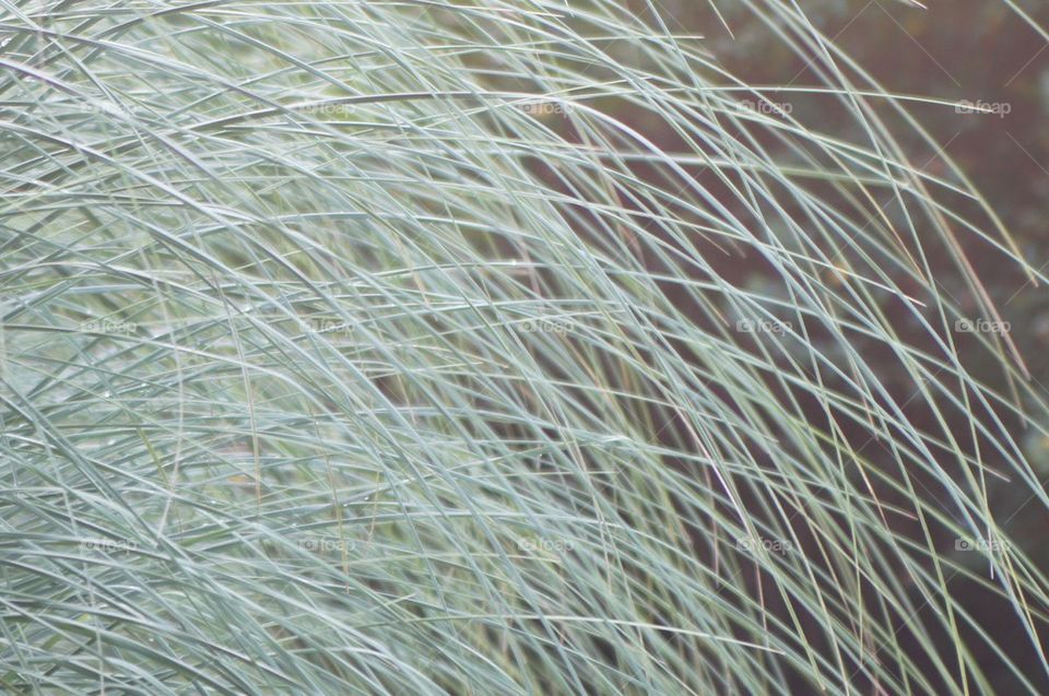 Ornamental grass