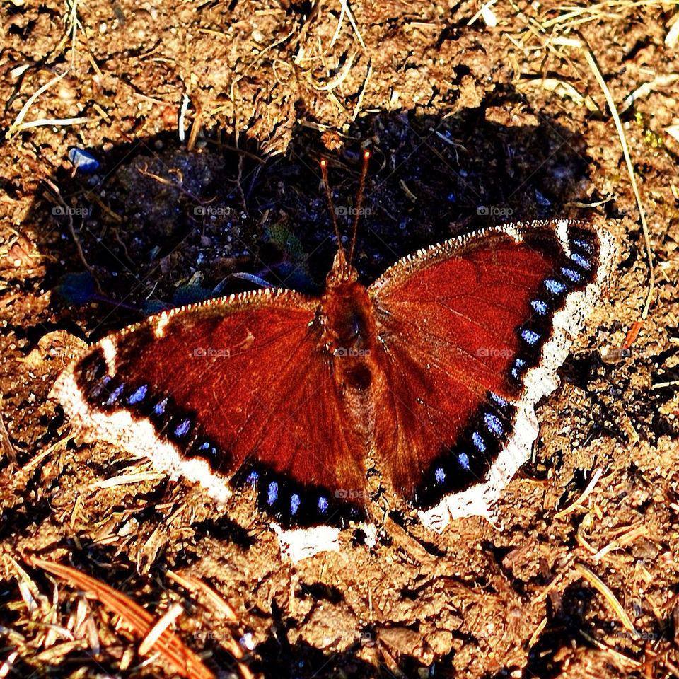 nature macro summer colors by vfritts