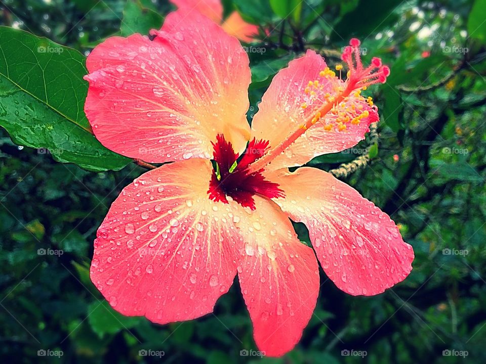 Hibiscus