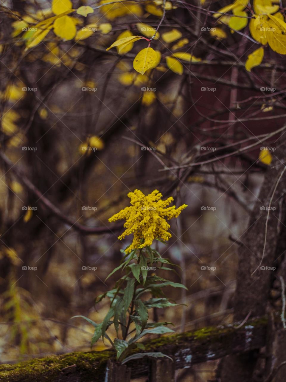 yellow autumn flower