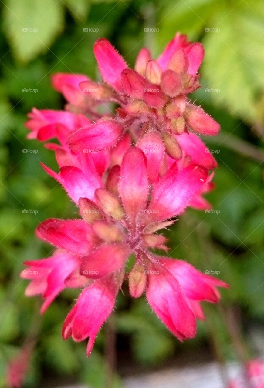 pink flower. pink flower