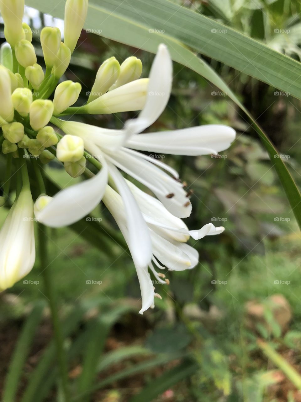 Flor branca com brotos de perto