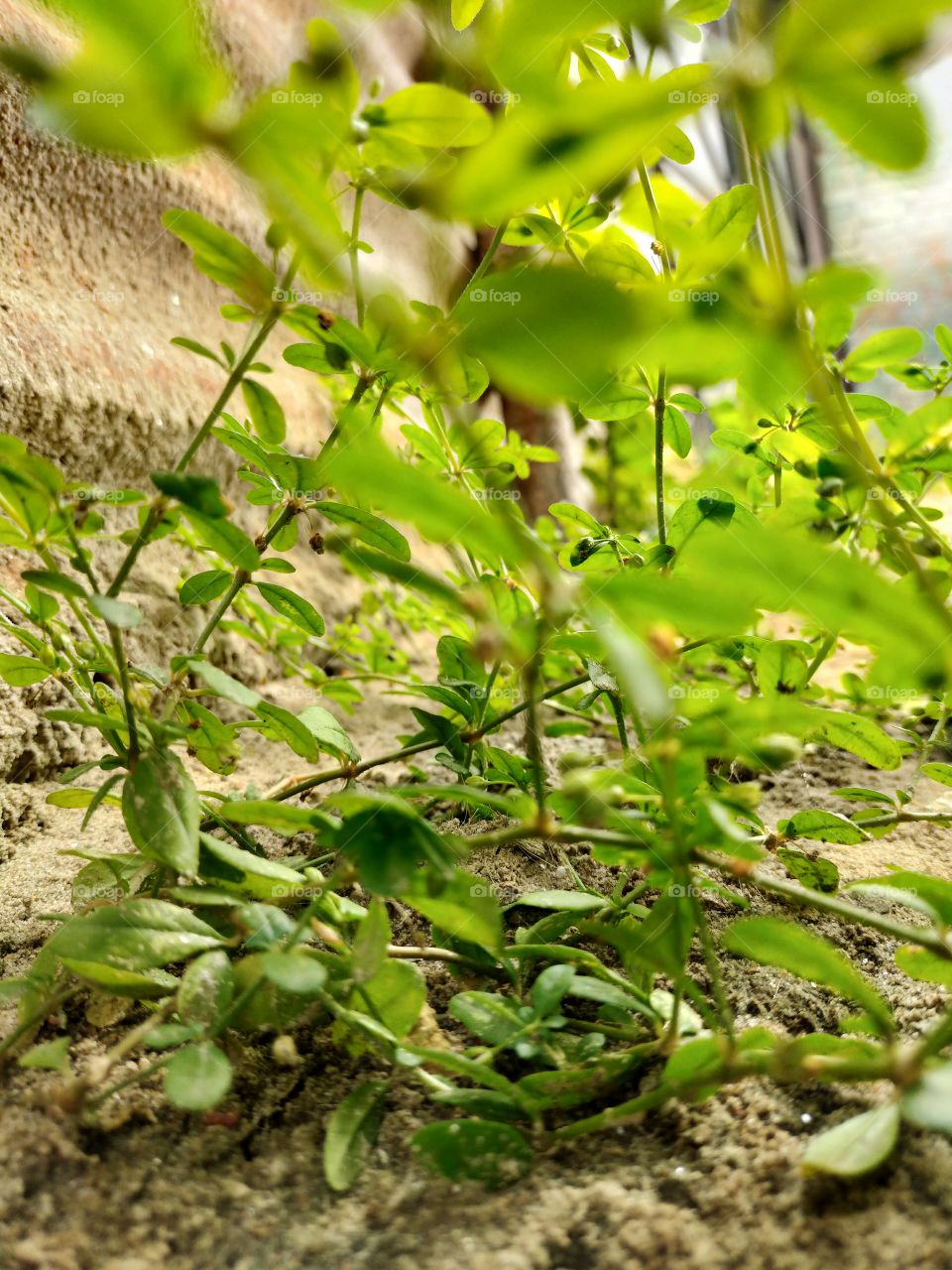 Weeds are also glamorous.