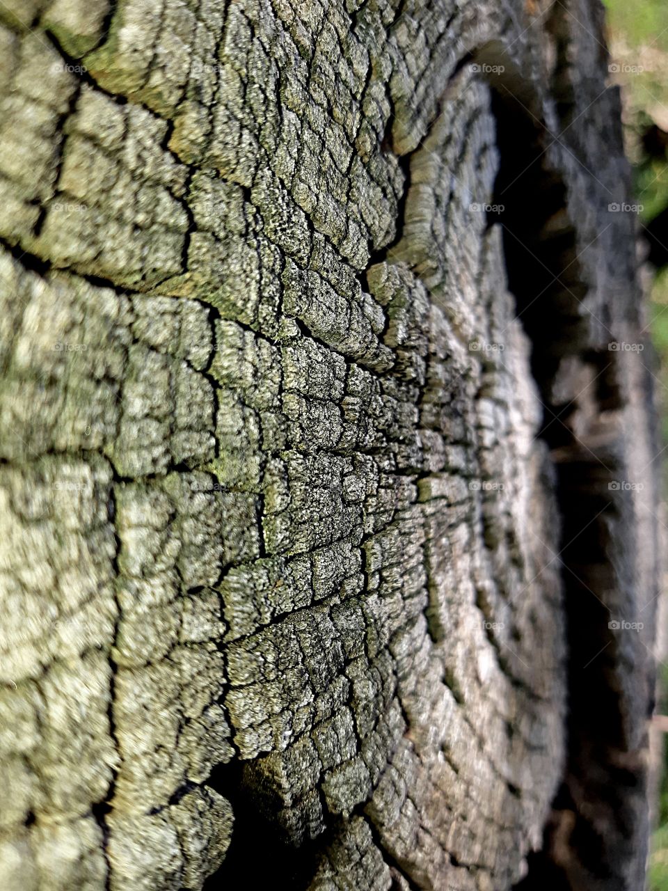 Trunk