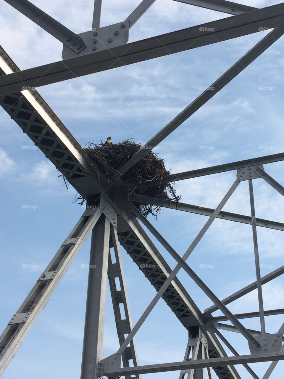 osprey nest on a high bridge near Castle Mountain Alberta