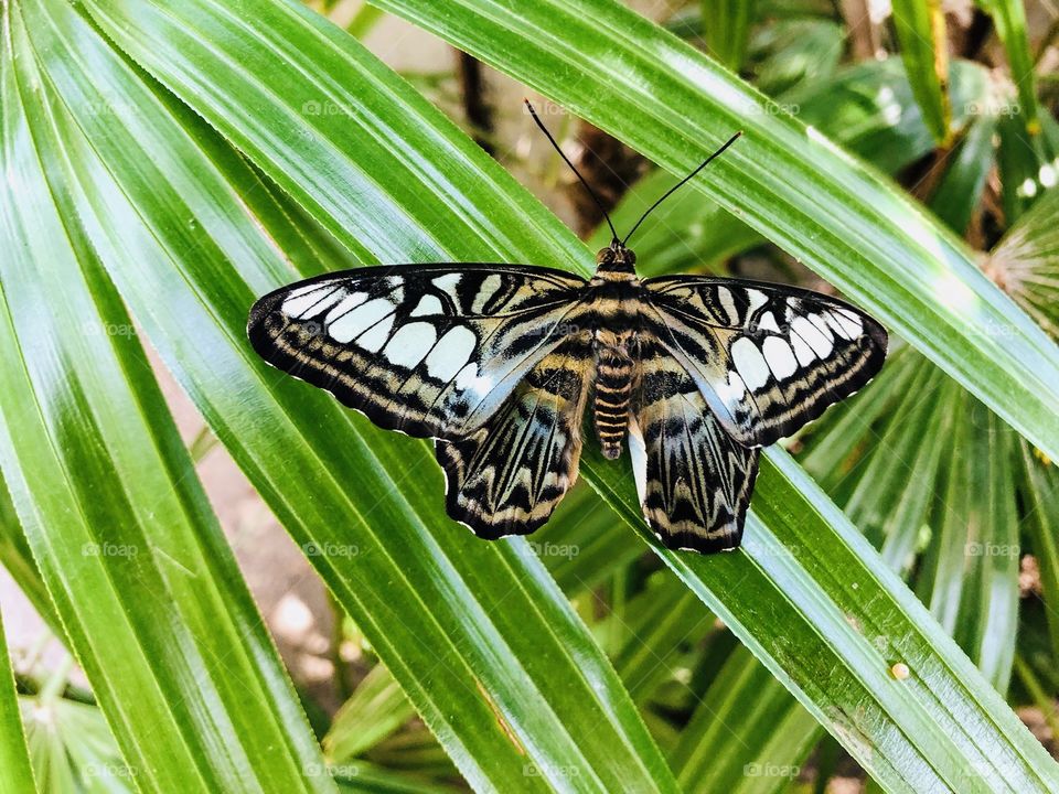 Gorgeous black brown and white butterfly representing many shapes of what nature has to offer! 
