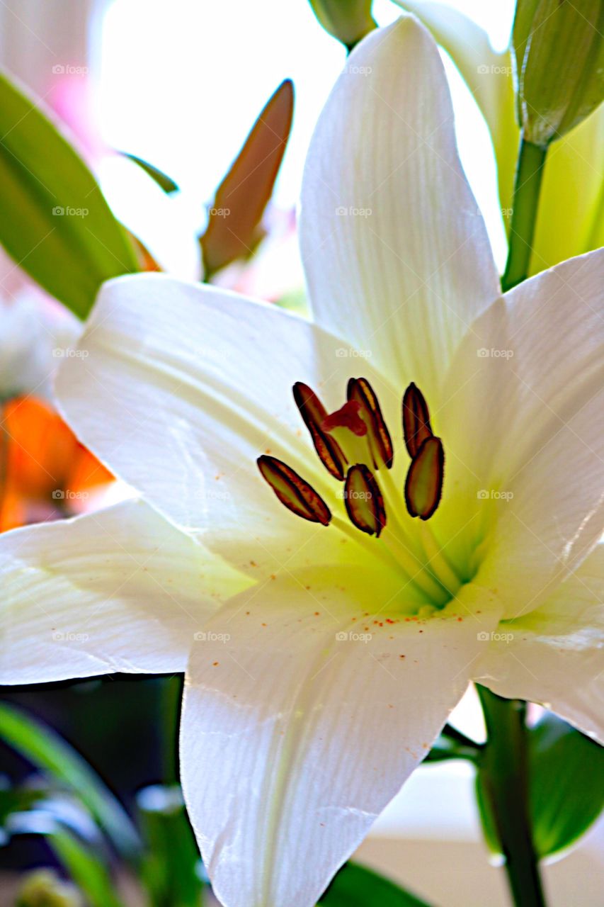 White lilly! 