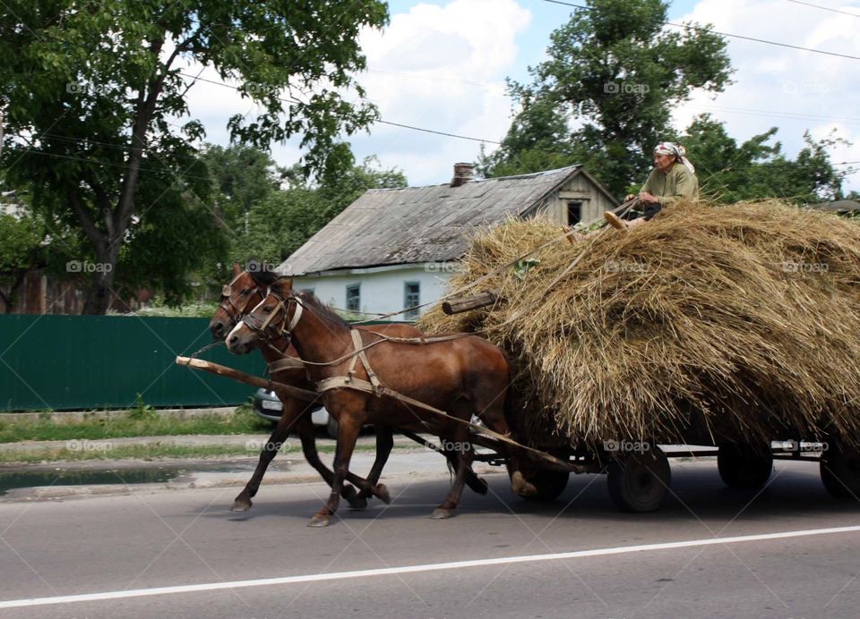 Old lady riding hourse while sitting on a haystack