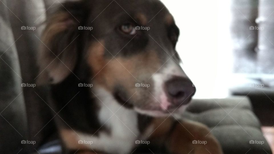 Dog, Mammal, Canine, Pet, Portrait