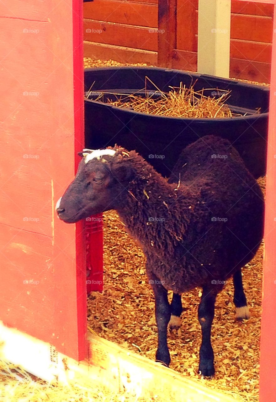 Checking out the scenery . This guy wasn't so sure he wanted to join the other sheep