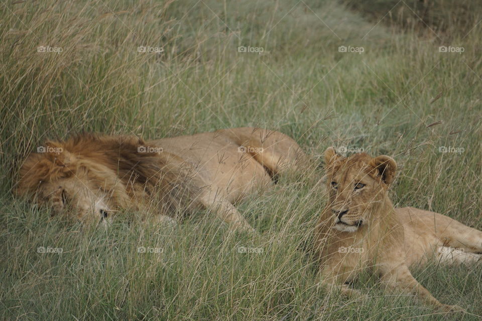 Lions at rest in the Serengeti