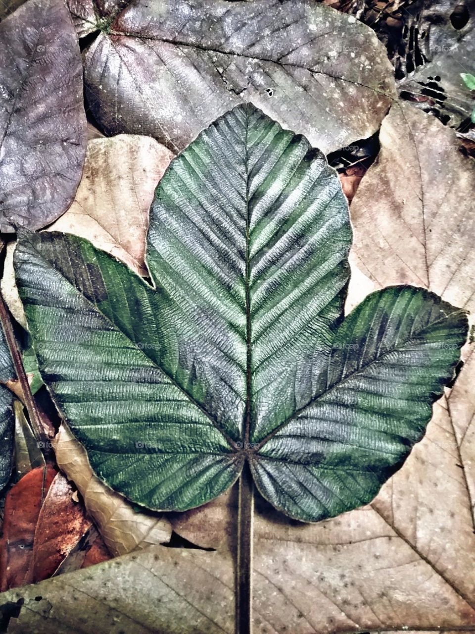 Em meio a floresta escura um tapete de folhas macias e apreciadas.