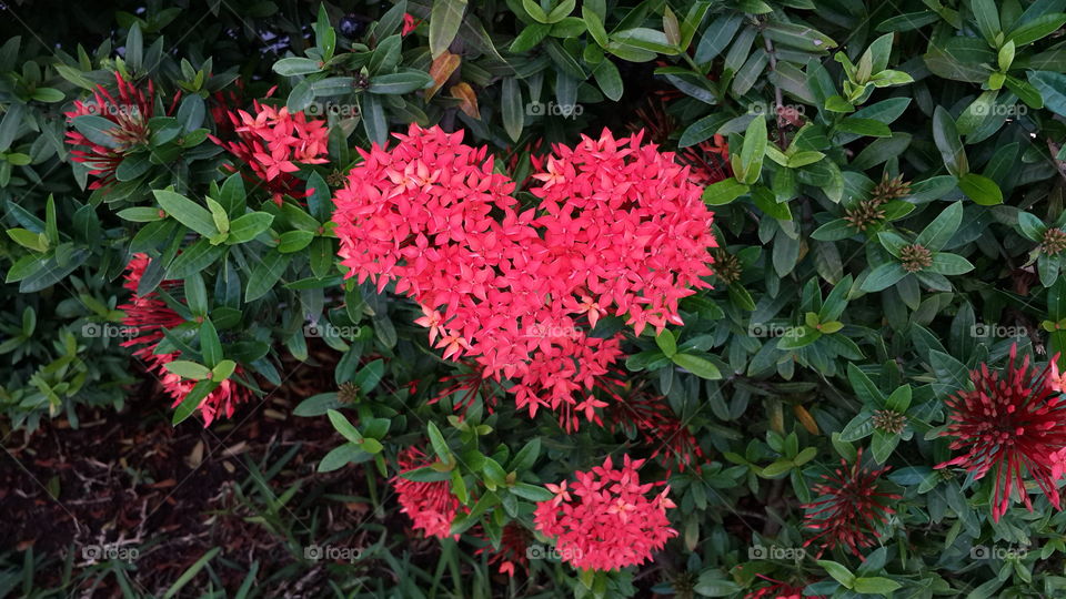 Flowers Heart, flower love, flor, corazón, red, flores, nature, naturaleza