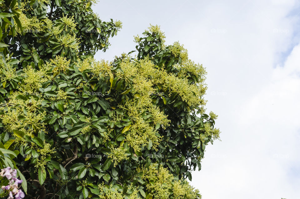 Avocado Blossoms On Tree