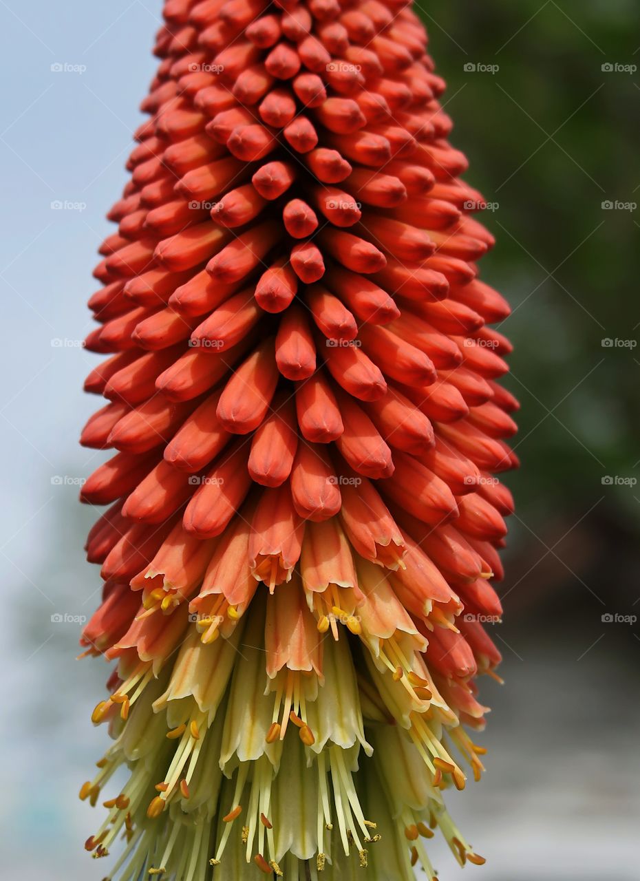 A red, yellow, and white cone shaped flower with draping pistols blooms in a park on a spring day. 