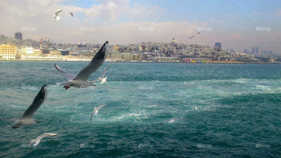 View from the sea to the city🏢 Flight of birds🕊️💙🕊️