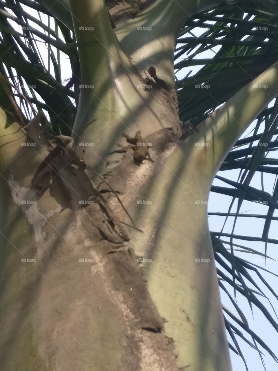 My friends.. Lizard and the small palm tree.. I do  hug this tree.. 😋
