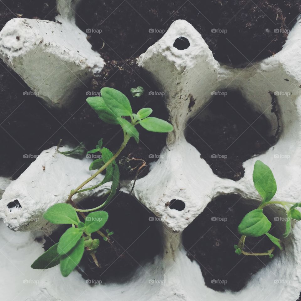 Home grown plants.