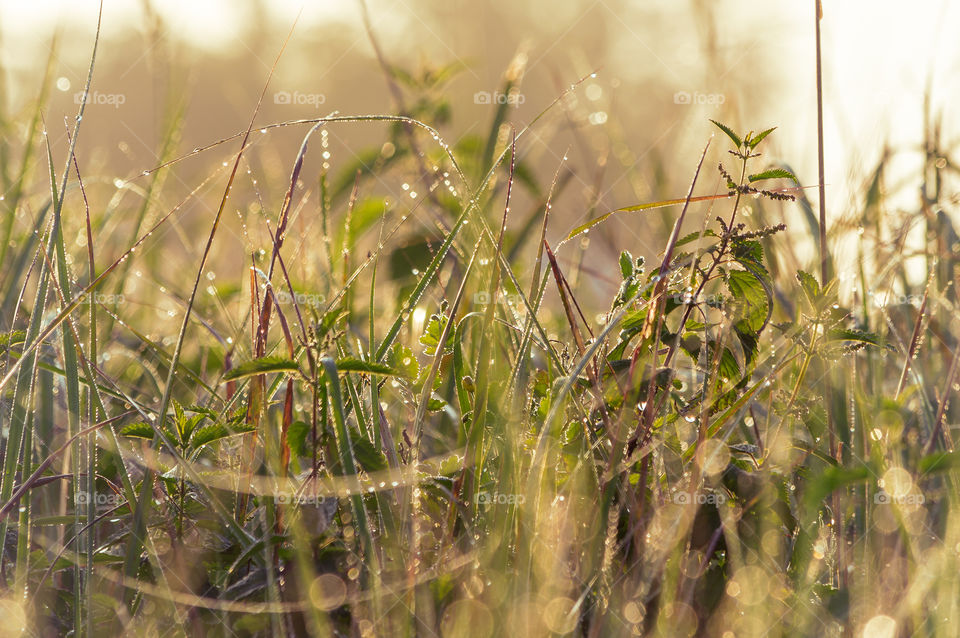 Magical morning dew on the grass