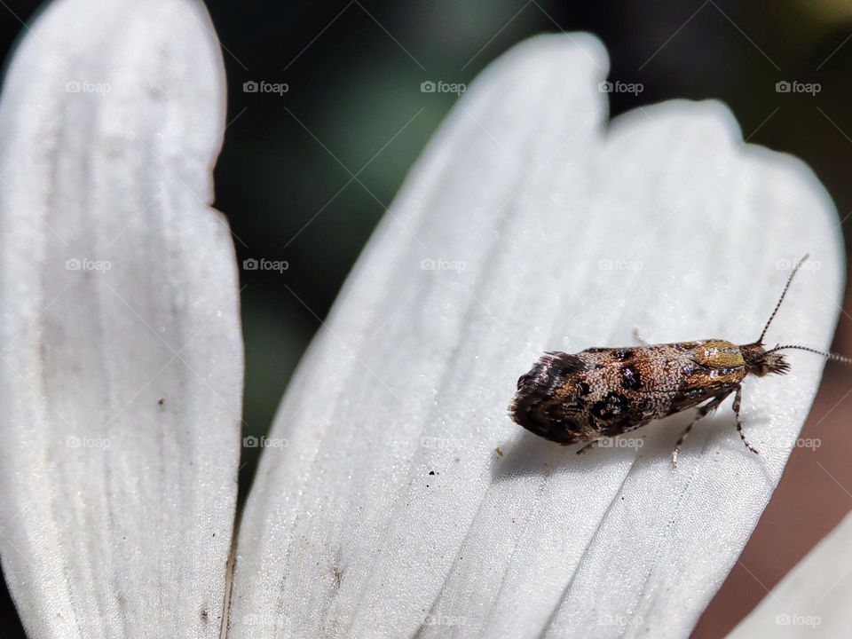 Anthophila fabriciana