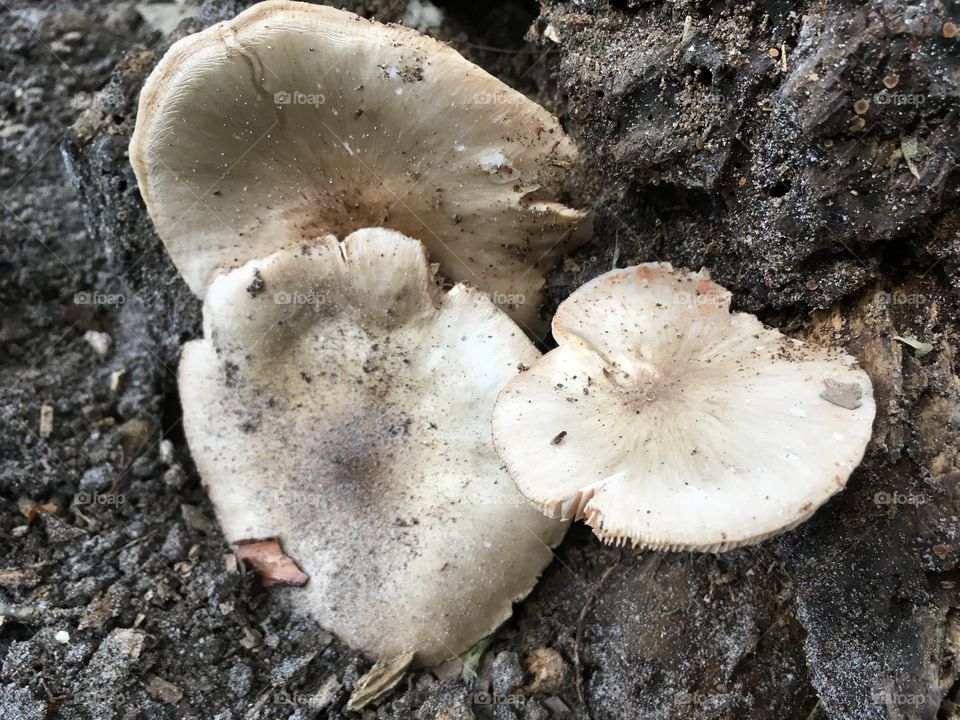Triple fungi fungus on tree